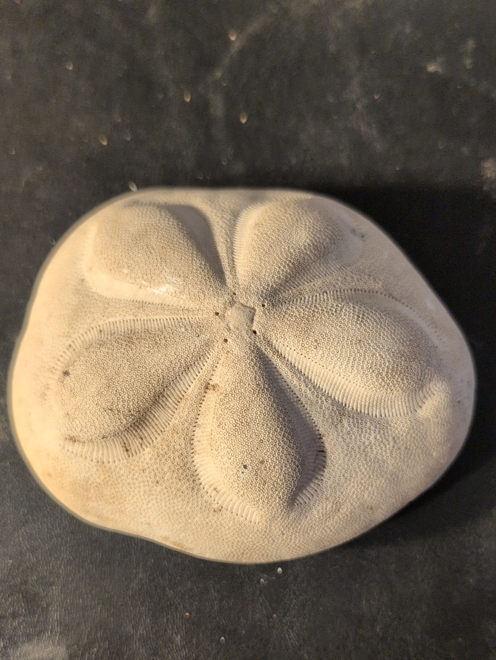 Natural Sea Biscuit
